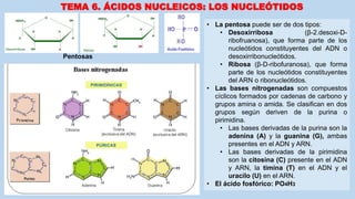 • La pentosa puede ser de dos tipos:
• Desoxirribosa (β-2.desoxi-D-
ribofruanosa), que forma parte de los
nucleótidos constituyentes del ADN o
desoxirribonucleótidos.
• Ribosa (β-D-ribofuranosa), que forma
parte de los nucleótidos constituyentes
del ARN o ribonucleótidos.
• Las bases nitrogenadas son compuestos
cíclicos formados por cadenas de carbono y
grupos amina o amida. Se clasifican en dos
grupos según deriven de la purina o
pirimidina.
• Las bases derivadas de la purina son la
adenina (A) y la guanina (G), ambas
presentes en el ADN y ARN.
• Las bases derivadas de la pirimidina
son la citosina (C) presente en el ADN
y ARN, la timina (T) en el ADN y el
uracilo (U) en el ARN.
• El ácido fosfórico: PO4H3
TEMA 6. ÁCIDOS NUCLEICOS: LOS NUCLEÓTIDOS
Pentosas
 