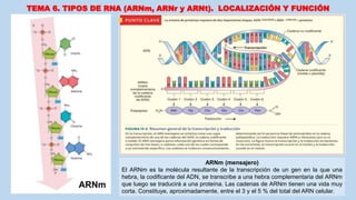 TEMA 6. TIPOS DE RNA (ARNm, ARNr y ARNt). LOCALIZACIÓN Y FUNCIÓN
ARNm (mensajero)
El ARNm es la molécula resultante de la transcripción de un gen en la que una
hebra, la codificante del ADN, se transcribe a una hebra complementaria del ARNm
que luego se traducirá a una proteína. Las cadenas de ARNm tienen una vida muy
corta. Constituye, aproximadamente, entre el 3 y el 5 % del total del ARN celular.
ARNm
 