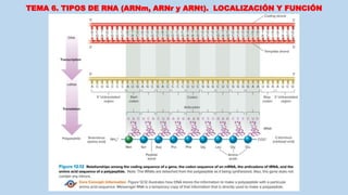 TEMA 6. TIPOS DE RNA (ARNm, ARNr y ARNt). LOCALIZACIÓN Y FUNCIÓN
 