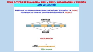 TEMA 6. TIPOS DE RNA (ARNm, ARNr y ARNt). LOCALIZACIÓN Y FUNCIÓN
 