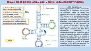 TEMA 6. TIPOS DE RNA (ARNm, ARNr y ARNt). LOCALIZACIÓN Y FUNCIÓN
ARNt (transferente)
Se encarga de transportar los aminoácidos
presentes en el citoplasma celular hasta
los ribosomas, donde se unirán para
constituir las proteínas. Cada molécula de
ARNt transporta un aminoácido específico
unido por una de las enzimas también
específicas denominadas aminoacil ARNt
sintetasas. Estas diferencias son debidas,
fundamentalmente, a una secuencia de
tres bases nitrogenadas, denominadas
anticodón, que varía entre los distintos
ARNt. Esta secuencia de tres bases
nitrogenadas (anticodón) es
complementaria de otra constituida por un
triplete de bases nitrogenadas en el ARNm,
denominada codón. Así, en la síntesis de
proteínas, la información que contiene el
ARNm se traduce finalmente, en presencia
de los ribosomas y gracias a la acción
mediadora de los ARN transferentes, en
secuencia de aminoácidos o proteína.
 