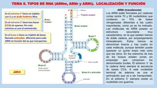 TEMA 6. TIPOS DE RNA (ARNm, ARNr y ARNt). LOCALIZACIÓN Y FUNCIÓN
ARNt (transferente)
Los ARNt están formados por cadenas
cortas (entre 70 y 90 nucleótidos) que
contienen un 10% de bases
nitrogenadas diferentes a las cuatro
mayoritarias, como ya se ha indicado.
Las moléculas de ARNt poseen un
estructura secundaria muy
característica, en la que existen tramos
de doble cadena, por emparejamiento
intracatenario. Estos tramos se
denominan brazos y hay cuatro en
cada molécula, aunque también puede
aparecer un quinto brazo más corto
que los otros. En los extremos de tres
de los brazos existen zonas sin
emparejar que componen los
denominados bucles. El extremo 3´ de
la cadena tiene siempre la secuencia
de bases CCA. A este nucleótido
terminal de adenina se une el
aminoácido que va a ser transportado.
En el extremo 5´ siempre existe un
nucleótido con guanina.
 