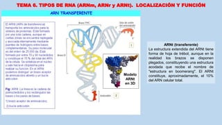 TEMA 6. TIPOS DE RNA (ARNm, ARNr y ARNt). LOCALIZACIÓN Y FUNCIÓN
Modelo
ARNt
en 3D
ARNt (transferente)
La estructura extendida del ARNt tiene
forma de hoja de trébol, aunque en la
realidad los brazos se disponen
plegados, constituyendo una estructura
acodada que recibe el nombre de
"estructura en boomerang". El ARNt
constituye, aproximadamente, el 10%
del ARN celular total.
 