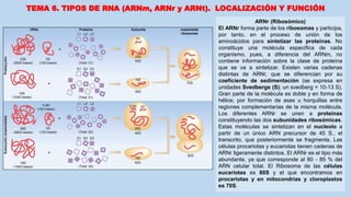 TEMA 6. TIPOS DE RNA (ARNm, ARNr y ARNt). LOCALIZACIÓN Y FUNCIÓN
ARNr (Ribosómico)
El ARNr forma parte de los ribosomas y participa,
por tanto, en el proceso de unión de los
aminoácidos para sintetizar las proteínas. No
constituye una molécula específica de cada
organismo, pues, a diferencia del ARNm, no
contiene información sobre la clase de proteína
que se va a sintetizar. Existen varias cadenas
distintas de ARNr, que se diferencian por su
coeficiente de sedimentación (se expresa en
unidades Svedbergs (S); un svedberg = 10-13 S).
Gran parte de la molécula es doble y en forma de
hélice, por formación de asas u horquillas entre
regiones complementarias de la misma molécula.
Los diferentes ARNr se unen a proteínas
constituyendo las dos subunidades ribosómicas.
Estas moléculas se sintetizan en el nucleolo a
partir de un único ARN precursor de 45 S., el
transcrito, que posteriormente se fragmenta. Las
células procariotas y eucariotas tienen cadenas de
ARNr ligeramente distintos. El ARNr es el tipo más
abundante, ya que corresponde al 80 - 85 % del
ARN celular total. El Ribosoma de las células
eucariotas es 80S y el que encontramos en
procariotas y en mitocondrias y cloroplastos
es 70S.
 