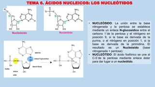 • NUCLEÓSIDO: La unión entre la base
nitrogenada y la pentosa se establece
mediante un enlace N-glucosídico entre el
carbono 1´de la pentosa y el nitrógeno en
posición 9, si la base es derivada de la
purina, o el nitrógeno en posición 1, si la
base es derivada de la pirimidina. El
resultado es un Nucleósido (base
nitrogenada + pentosa).
• NUCLEÓTIDO: El ácido fosfórico se une al
C-5´de la pentosa mediante enlace éster
para dar lugar a un nucleótido.
TEMA 6. ÁCIDOS NUCLEICOS: LOS NUCLEÓTIDOS
Nucleótido
 