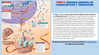 TEMA 6. ESQUEMA GENERAL DE
TRANSCRIPCIÓN Y TRADUCCIÓN
Esquema general de la transcripción y traducción
en Células Eucariotas
 