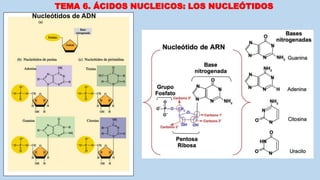 TEMA 6. ÁCIDOS NUCLEICOS: LOS NUCLEÓTIDOS
Nucleótidos de ADN
 
