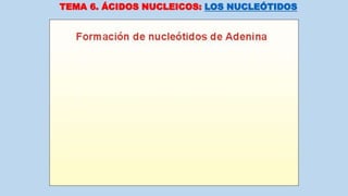 TEMA 6. ÁCIDOS NUCLEICOS: LOS NUCLEÓTIDOS
 