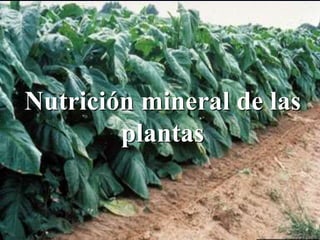 1
Nutrición mineral de las
plantas
 