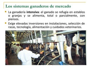 Los sistemas ganaderos de mercado
La ganadería intensiva: el ganado se refugia en establos
o granjas y se alimenta, total o parcialmente, con
piensos.
Exige elevadas inversiones en instalaciones, selección de
razas, tecnología, alimentación y cuidados veterinarios.