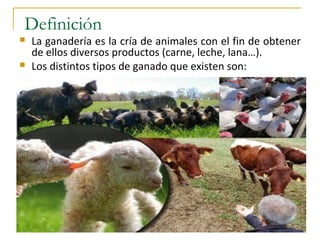 Definición
La ganadería es la cría de animales con el fin de obtener
de ellos diversos productos (carne, leche, lana…).
Los distintos tipos de ganado que existen son: