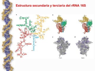 Estructura secundaria y terciaria del rRNA 16S
 