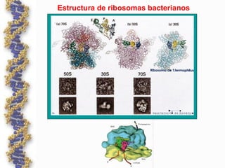 Estructura de ribosomas bacterianos
 