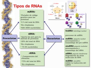 Tipos de RNAs
tRNA:
•Aporta los aa’s para la
síntesis de proteínas
•20% del total de RNA
En citoplasma
 75-95 nucleótidos
tRNA:
•Aporta los aa’s para la
síntesis de proteínas
•20% del total de RNA
En citoplasma
 75-95 nucleótidos
rRNA:
 Componentes del
ribosoma
75% del total de RNA
En citoplasma
rRNA:
 Componentes del
ribosoma
75% del total de RNA
En citoplasma
mRNA:
Portador de código
genético para las
proteínas
5 % del total de RNA
En citoplasma
600-3000 nucleótidos
mRNA:
Portador de código
genético para las
proteínas
5 % del total de RNA
En citoplasma
600-3000 nucleótidos
hnRNA heterólogo nuclear
precursor de mRNA
snRNA: pequeño nuclear
procesamiento y
ensamblaje del pre-mRNA
snoRNA pequeño nucleolar
procesamiento y
ensamblaje del rRNA
siRNA pequeño interferente
Degradación de otras
moléculas de RNA
miRNA microRNA
inhibe la traducción del
mRNA
hnRNA heterólogo nuclear
precursor de mRNA
snRNA: pequeño nuclear
procesamiento y
ensamblaje del pre-mRNA
snoRNA pequeño nucleolar
procesamiento y
ensamblaje del rRNA
siRNA pequeño interferente
Degradación de otras
moléculas de RNA
miRNA microRNA
inhibe la traducción del
mRNA
ProcariotasProcariotas EucariotasEucariotas
 