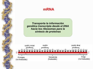 Transporta la información
genética transcripta desde el DNA
hacia los ribosomas para la
síntesis de proteínas
mRNA
 