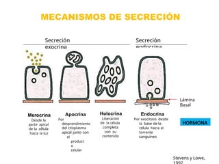 TEMA 6 - BIOLOGIA CELULAR (TEJIDOS BASICOS).pptx