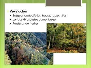  Vexetación:
 •   Bosques caducifolios: hayas, robles, tilos
 •   Landas  arbustos como: brezo
 •   Praderas de herba
 