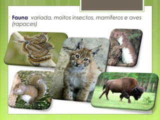  Fauna:
       variada, moitos insectos, mamíferos e aves
 (rapaces)
 