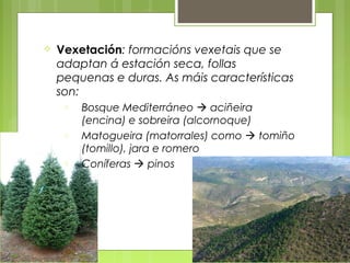    Vexetación: formacións vexetais que se
    adaptan á estación seca, follas
    pequenas e duras. As máis características
    son:
     o   Bosque Mediterráneo  aciñeira
         (encina) e sobreira (alcornoque)
     o   Matogueira (matorrales) como  tomiño
         (tomillo), jara e romero
     o   Coníferas  pinos
 