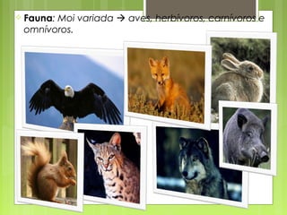  Fauna:
       Moi variada  aves, herbívoros, carnívoros e
 omnívoros.
 
