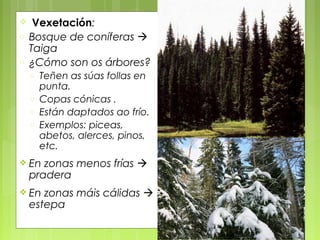     Vexetación:
o   Bosque de coníferas 
    Taiga
o   ¿Cómo son os árbores?
    o   Teñen as súas follas en
        punta.
    o   Copas cónicas .
    o   Están daptados ao frío.
    o   Exemplos: piceas,
        abetos, alerces, pinos,
        etc.
 En   zonas menos frías 
    pradera
 En   zonas máis cálidas 
    estepa
 