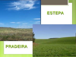 ESTEPA




PRADEIRA
 