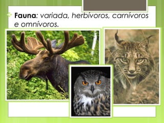  Fauna: variada, herbívoros, carnívoros
  e omnívoros.
 