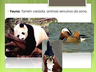  Fauna:   Tamén variada, animais xenuinos da zona.
 