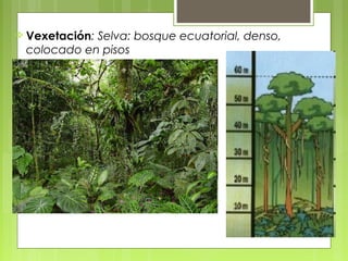  Vexetación:
            Selva: bosque ecuatorial, denso,
 colocado en pisos
 