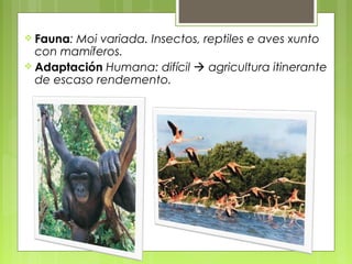  Fauna:Moi variada. Insectos, reptiles e aves xunto
  con mamíferos.
 Adaptación Humana: difícil  agricultura itinerante
  de escaso rendemento.
 