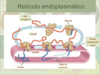 Tema 6 célula2- orgánulos, citosol,  núcleo