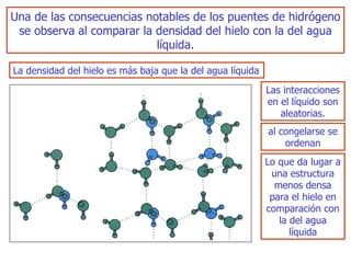 Una de las consecuencias notables de los puentes de hidrógeno se observa   al comparar la densidad del hielo con la del agua líquida. La densidad del hielo es más baja que la del agua líquida Las interacciones en el líquido son aleatorias. al   congelarse se ordenan L o que da lugar a una estructura menos densa para el   hielo en comparación con la del agua líquida 
