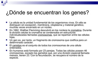 ¿Dónde se encuentran los genes?
   La célula es la unidad fundamental de los organismos vivos. En ella se
    distinguen sin excepción, membrana, citoplasma y material genético,
    muchas veces encerrado en un núcleo.
   En 1882, Walther Flemming descubrió en los núcleos la cromatina. Durante
    la división celular la cromatina se condensaba en estructuras
    individualizadas llamadas cromosomas, que se repartían entre las células
    hijas.
   Un gen es, por tanto, un fragmento de cromosoma que codifica para un
    determinado carácter.
   El cariotipo es el conjunto de todos los cromosomas de una célula
    ordenados.
   En humanos está formado por 23 parejas. Todas las células poseen 46
    cromosomas, excepto los gametos que, por una división especial llamada
    meiosis, tienen 23. Con la fecundación, se recupera el número de la
    especie.
 
