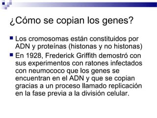 ¿Cómo se copian los genes?
 Los cromosomas están constituidos por
  ADN y proteínas (histonas y no histonas)
 En 1928, Frederick Griffith demostró con
  sus experimentos con ratones infectados
  con neumococo que los genes se
  encuentran en el ADN y que se copian
  gracias a un proceso llamado replicación
  en la fase previa a la división celular.
 