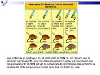 Las proteínas se destruyen por el calor, pero el ADN no. De manera que el
principio transformante, que convertía neumococo rugoso, en neumococo liso
era precisamente el ADN, donde se encontraba la información para sintetizar la
cápsula de proteína que envolvía a la cepa lisa y la hacía así letal.
 