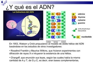 ¿Y qué es el ADN?




 En 1953, Watson y Crick propusieron el modelo de doble hélice del ADN
 basándose en los estudios de otros investigadores:
 • Rosalind Franklin y Maurice Wilkins, que hicieron experimentos con
 difracción de rayos X e intuyeron la existencia de una hélice.
 • Chargaff, que enunción sus leyes, según las cuales había la misma
 cantidad de A y T, de G y C, es decir, eran bases complementarias.
 