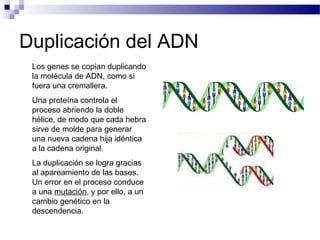 Duplicación del ADN
 Los genes se copian duplicando
 la molécula de ADN, como si
 fuera una cremallera.
 Una proteína controla el
 proceso abriendo la doble
 hélice, de modo que cada hebra
 sirve de molde para generar
 una nueva cadena hija idéntica
 a la cadena original.
 La duplicación se logra gracias
 al apareamiento de las bases.
 Un error en el proceso conduce
 a una mutación, y por ello, a un
 cambio genético en la
 descendencia.
 