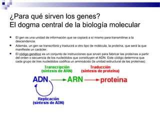 ¿Para qué sirven los genes?
El dogma central de la biología molecular
   El gen es una unidad de información que se copiará a sí mismo para transmitirse a la
    descendencia.
   Además, un gen se transcribirá y traducirá a otro tipo de molécula, la proteína, que será la que
    manifieste un carácter.
   El código genético es un conjunto de instrucciones que sirven para fabricar las proteínas a partir
    del orden o secuencia de los nucleótidos que constituyen el ADN. Este código determina que
    cada grupo de tres nucleótidos codifica un aminoácido (la unidad estructural de las proteínas).
 
