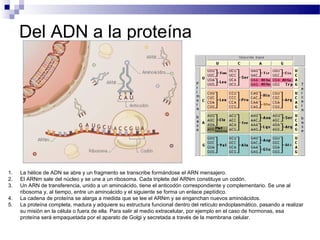 Del ADN a la proteína




1.   La hélice de ADN se abre y un fragmento se transcribe formándose el ARN mensajero.
2.   El ARNm sale del núcleo y se une a un ribosoma. Cada triplete del ARNm constituye un codón.
3.   Un ARN de transferencia, unido a un aminoácido, tiene el anticodón correspondiente y complementario. Se une al
     ribosoma y, al tiempo, entre un aminoácido y el siguiente se forma un enlace peptídico.
4.   La cadena de proteína se alarga a medida que se lee el ARNm y se enganchan nuevos aminoácidos.
5.   La proteína completa, madura y adquiere su estructura funcional dentro del retículo endoplasmático, pasando a realizar
     su misión en la célula o fuera de ella. Para salir al medio extracelular, por ejemplo en el caso de hormonas, esa
     proteína será empaquetada por el aparato de Golgi y secretada a través de la membrana celular.
 