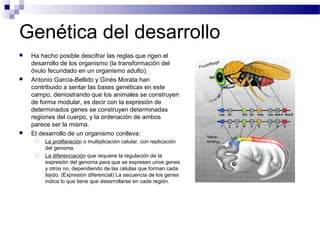 Genética del desarrollo
   Ha hecho posible descifrar las reglas que rigen el
    desarrollo de los organismo (la transformación del
    óvulo fecundado en un organismo adulto).
   Antonio García-Bellido y Ginés Morata han
    contribuido a sentar las bases genéticas en este
    campo, demostrando que los animales se construyen
    de forma modular, es decir con la expresión de
    determinados genes se construyen determinadas
    regiones del cuerpo, y la ordenación de ambos
    parece ser la misma.
   El desarrollo de un organismo conlleva:
        La proliferación o multiplicación celular, con replicación
         del genoma.
        La diferenciación que requiere la regulación de la
         expresión del genoma para que se expresen unos genes
         y otros no, dependiendo de las células que forman cada
         tejido. (Expresión diferencial) La secuencia de los genes
         indica lo que tiene que desarrollarse en cada región.
 