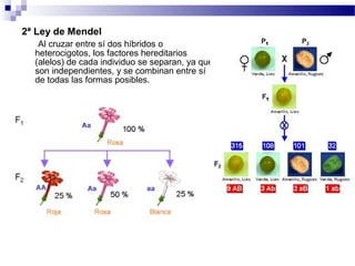 2ª Ley de Mendel
   Al cruzar entre sí dos híbridos o
  heterocigotos, los factores hereditarios
  (alelos) de cada individuo se separan, ya que
  son independientes, y se combinan entre sí
  de todas las formas posibles.
 