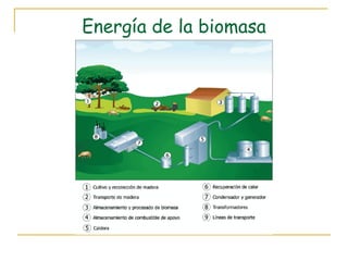 Energía de la biomasa 