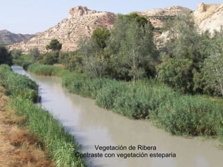 Vegetación de Ribera
Contraste con vegetación esteparia
 