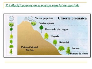 2.3 Modificaciones en el paisaje vegetal de montaña
 