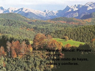 Valle del Roncal. Pirineos
navarros.
Bosque mixto de hayas,
robles y coníferas.
 