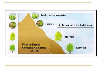 Tema 6   los paisajes vegetales españoles