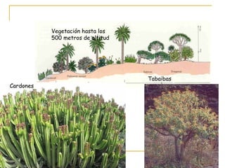 Vegetación hasta los
500 metros de altitud
Cardones
Tabaibas
 
