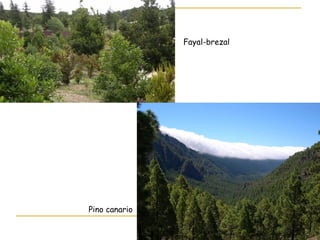 Fayal-brezal
Pino canario
 