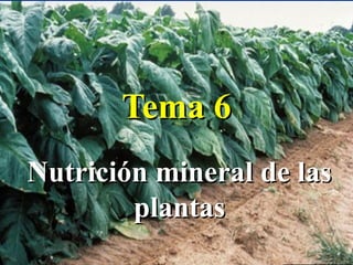 Tema 6
Nutrición mineral de las
        plantas
                       1
 