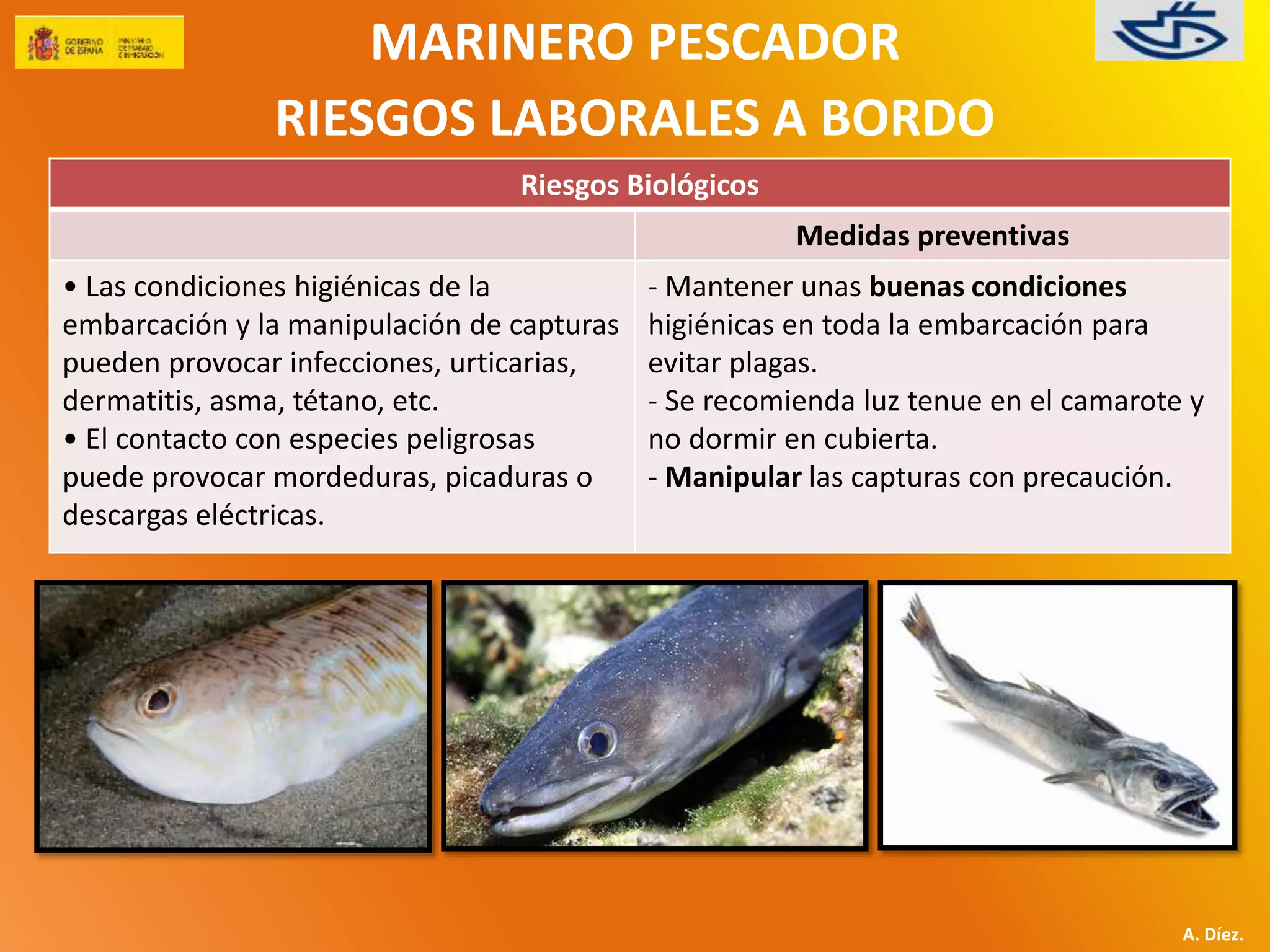MARINERO PESCADOR 
RIESGOS LABORALES A BORDO 
A. Díez. 
Riesgos Biológicos 
Medidas preventivas 
• Las condiciones higiénicas de la 
embarcación y la manipulación de capturas 
pueden provocar infecciones, urticarias, 
dermatitis, asma, tétano, etc. 
• El contacto con especies peligrosas 
puede provocar mordeduras, picaduras o 
descargas eléctricas. 
- Mantener unas buenas condiciones 
higiénicas en toda la embarcación para 
evitar plagas. 
- Se recomienda luz tenue en el camarote y 
no dormir en cubierta. 
- Manipular las capturas con precaución. 
 